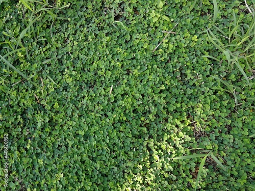 green moss background, grass background 