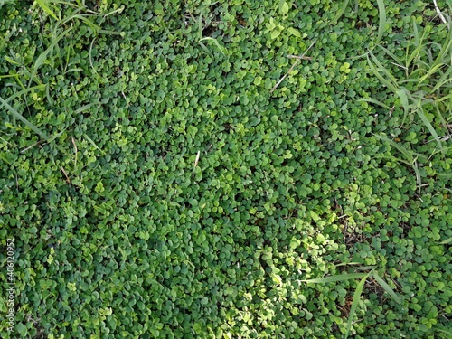 Wallpaper Mural green moss background, grass background  Torontodigital.ca