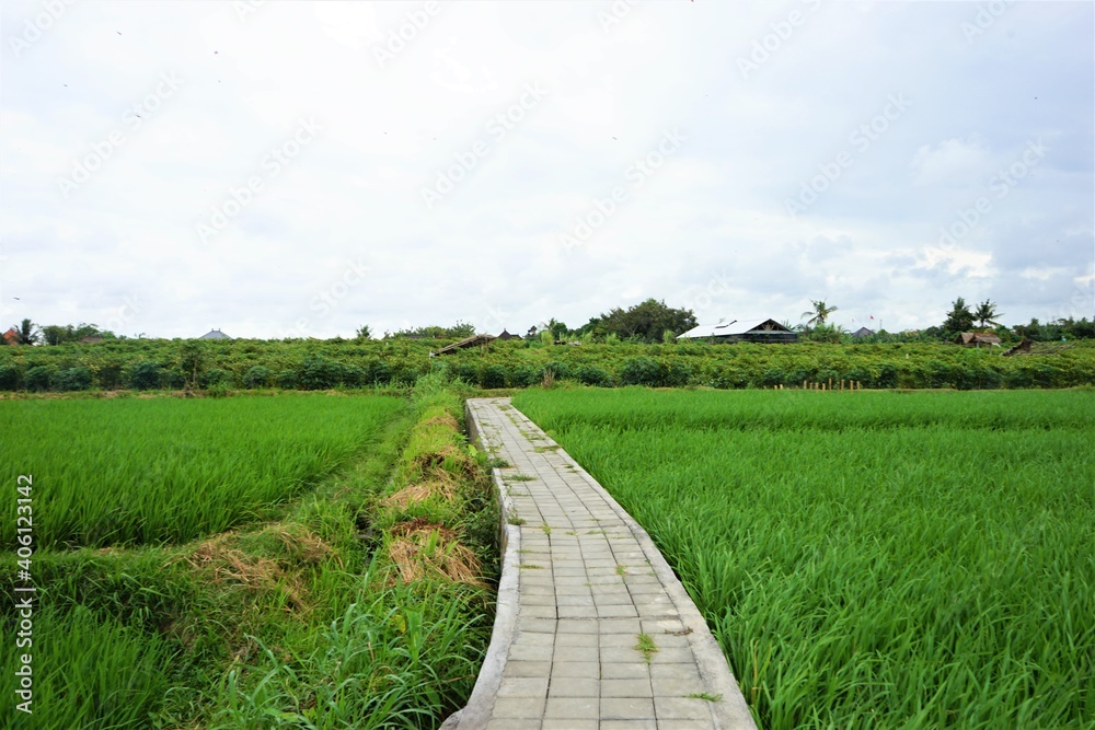 Road in-between Rice Terraces Field in Bali, Indonesia Road in-between Rice Terraces Field in Bali, Indonesia