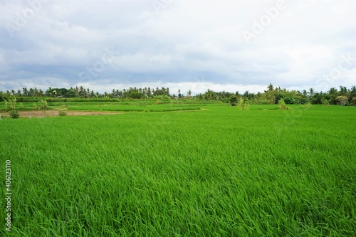Beautiful landscape of Rice Terraces Field in Bali, Indonesia © Eric Akashi