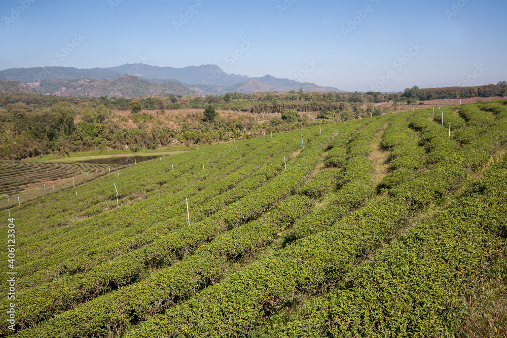 Tea Plantation in Chian Rai Province, Thailand