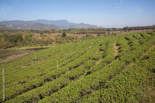 Tea Plantation in Chian Rai Province  Thailand