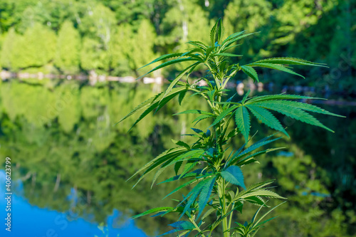 Growing marijuana lake side at the cottage legally
