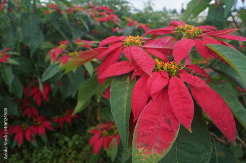 flowers in red and green with flowers about to bloom