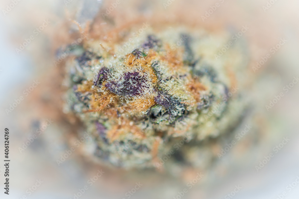 Close up detail of high grade Canadian marijuana bud