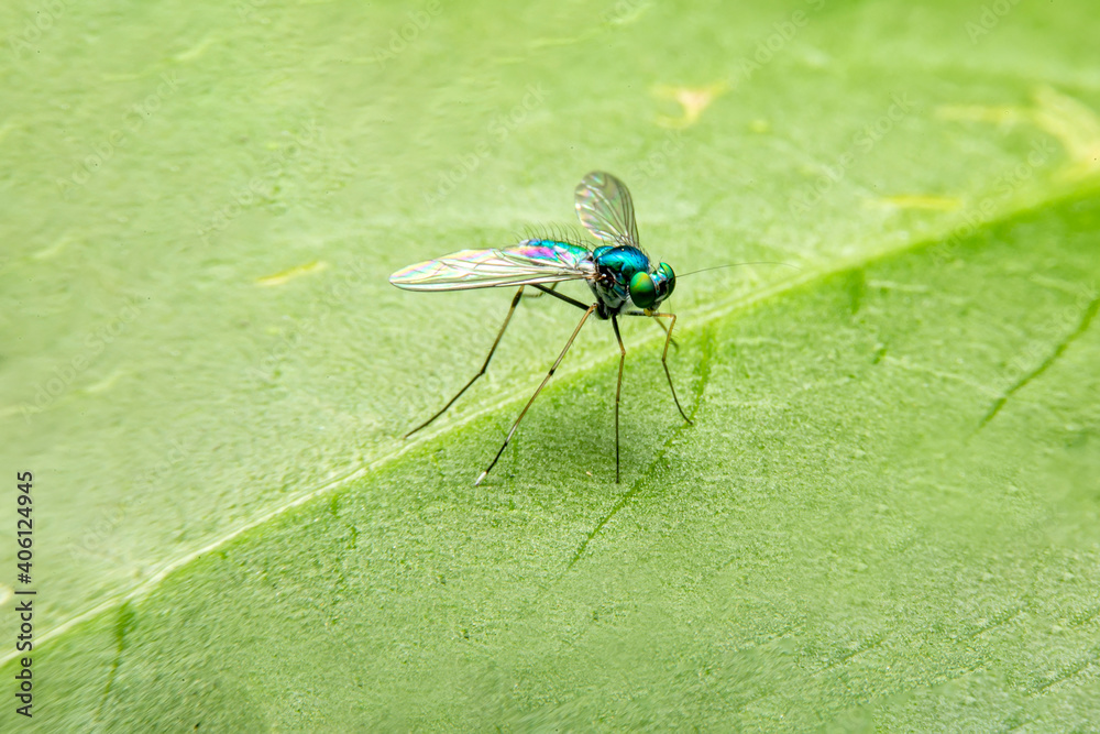 Fototapeta premium Dolichopodidae or long-legged flies on green leaf in the forest at Thailand.