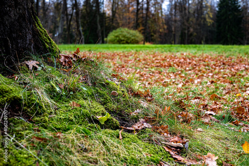 Autumn picture with roots of tree and grass