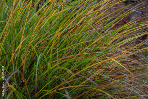 large bunch of multicolored tall grasses