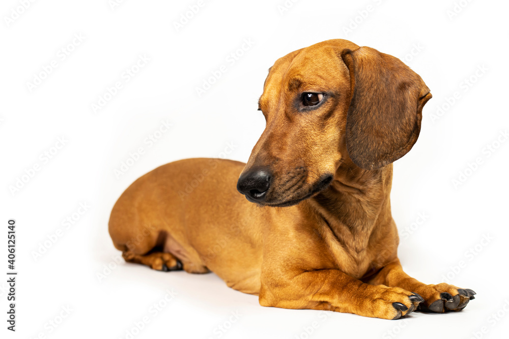 Portrait of a redheaded adult dachshund on a white background.