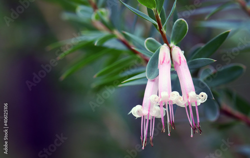 Tableau sur toile Australian native Pink Five-Corners Flowers, Styphelia triflora, family Ericaceae, growing in Sydney woodland, NSW, Australia