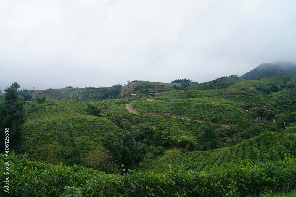 a view of a mountain filled with fresh greenery and tea plantations