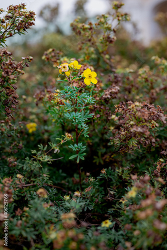 Tiny yellow flowers on green bush © Mikhail