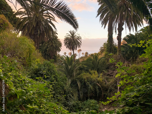 Palm trees and lush vegetation in La Rambla de Castro. Tenerife  Canary Islands
