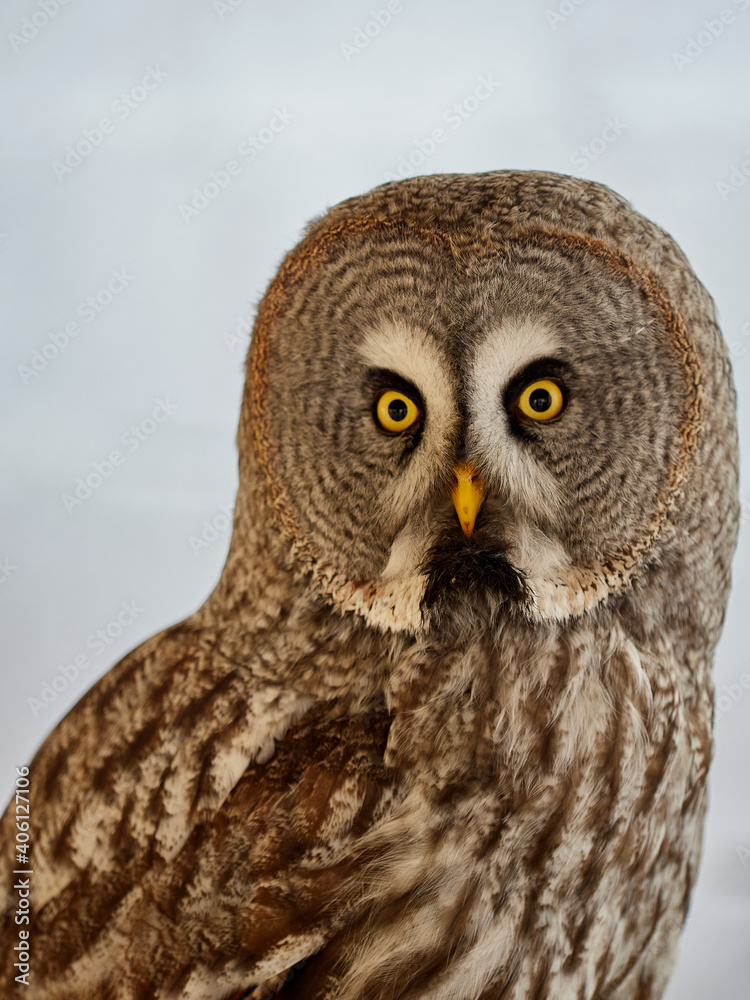 Portraits of owls at the bird show in Xativa, Spain Portraits of owls at the bird show in Xativa, Spain