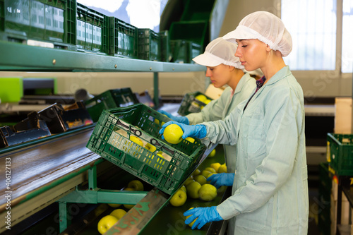 Cheerful women working at a fruit warehouse, sorting and preparing apples for packaging