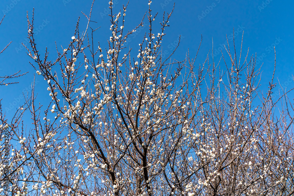 Flowers of the Plum of the Early Spring