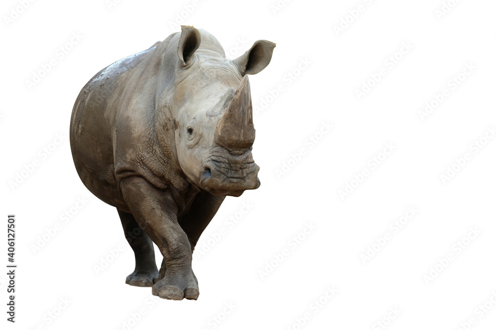 Fototapeta premium Action of white rhinoceros isolated on whited background