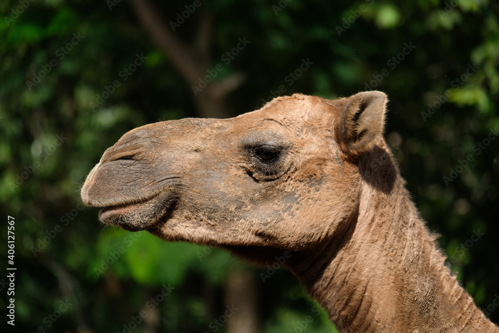 Obraz premium Close-up photo of camel face