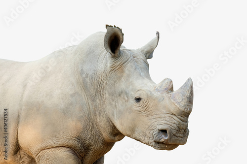 Action of white rhinoceros isolated on whited background