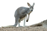 female kangaroo has joey growing up in the pouch.