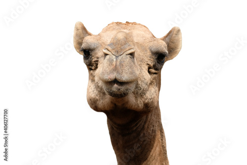 Close-up photo of camel face isolated on white background © J.NATAYO