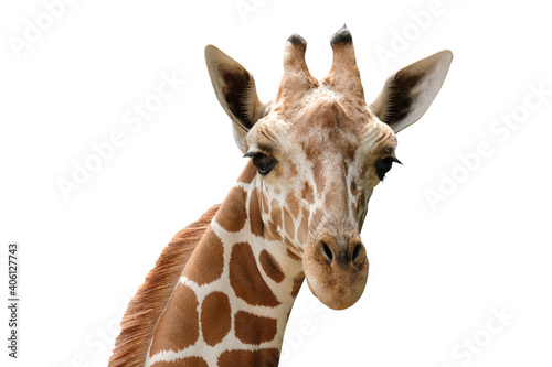 Close-up photo of giraffe face isolated on white background photo