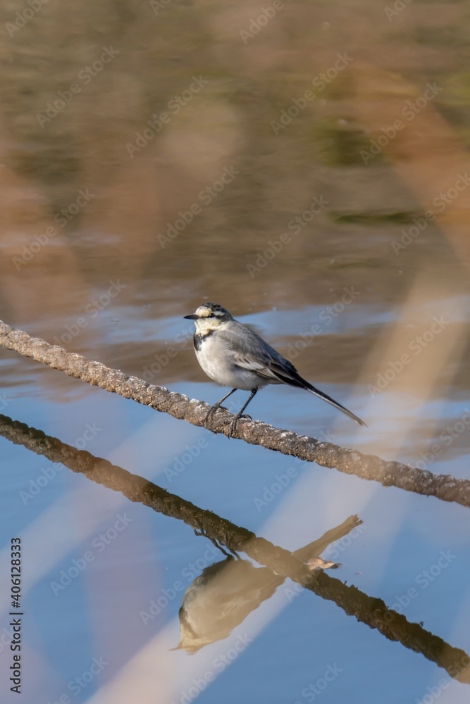 Obraz premium White Wagtail (Japanese Pied Wagtail)