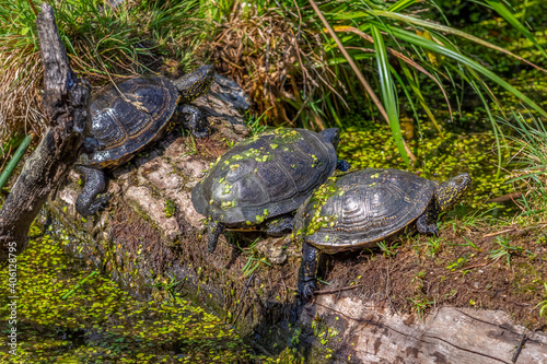 water turtles in natural back