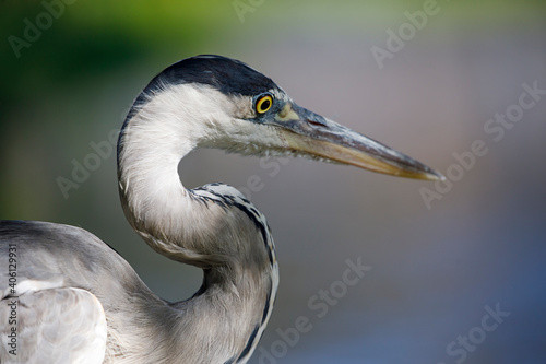 Grey heron bird in natural habitat