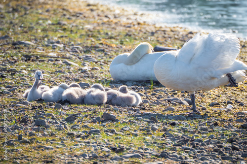 Family of white swans with babies in springtime photo