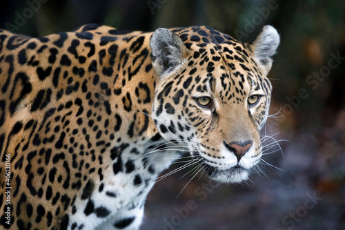 portrait of Jaguar  Panthera Onca  in natural habitat