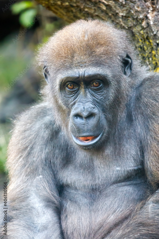 Close up portrait of a young female Western Lowland Gorilla Close up portrait of a young female Western Lowland Gorilla