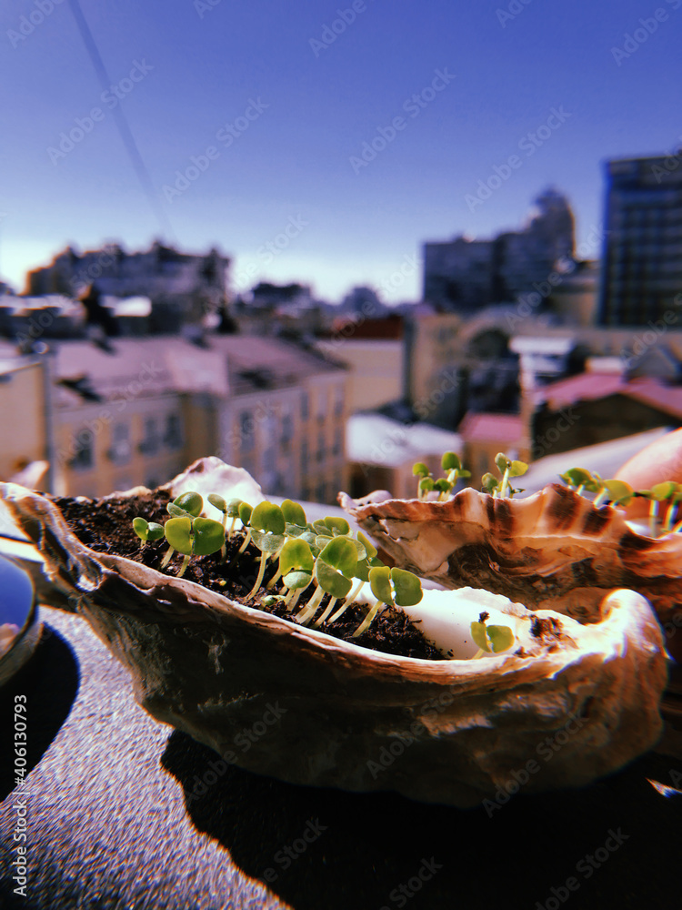 green basil in oyster. microgreen basil sprouts sprout in the oyster. germination of sprouts at home. tasty and healthy.Ocimum basilicum green basil in oyster. microgreen basil sprouts sprout in the oyster. germination of sprouts at home. tasty and healthy.Ocimum basilicum