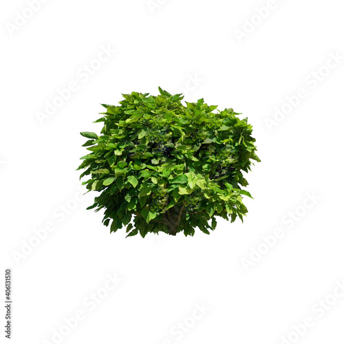Green bush isolated on white background