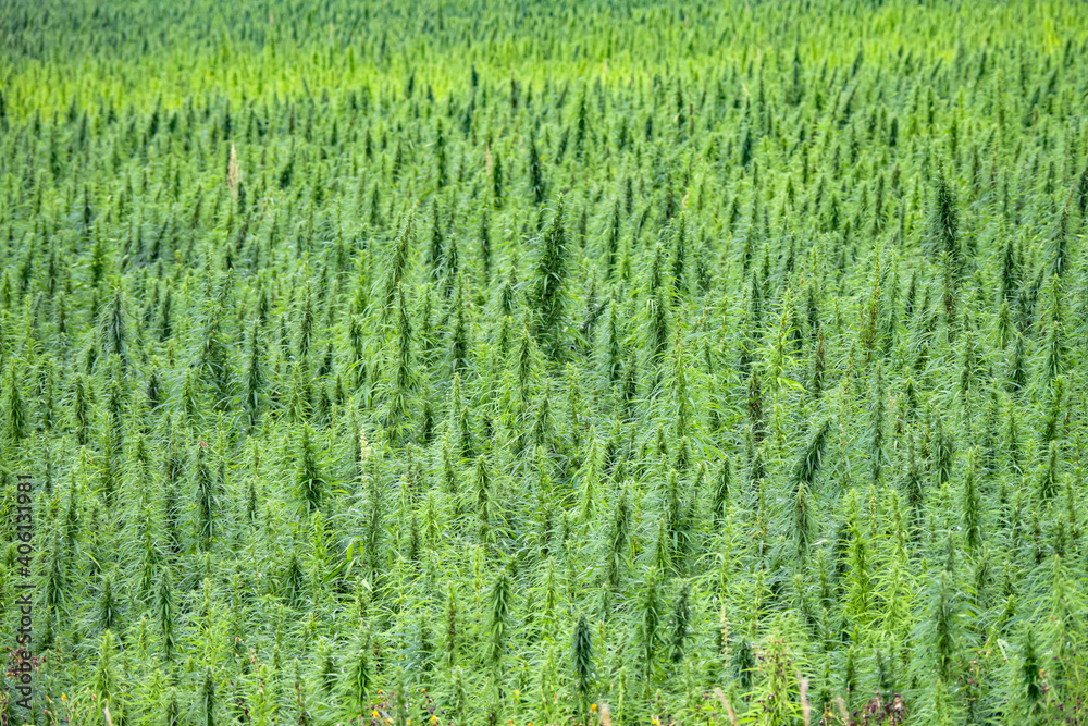Marijuana fields in Ontario