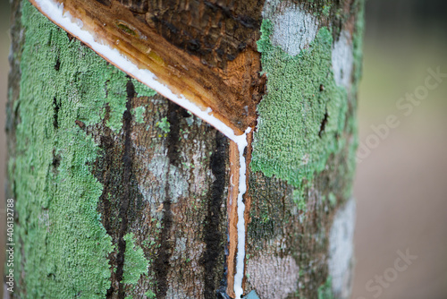 Rubber Latex extracted from rubber tree or Hevea Brasiliensis