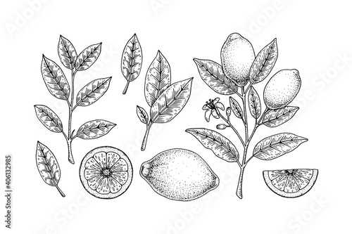 Hand drawn set of lemon design elements. Whole lemon, slice, branch with flower and leaves. Vector illustration in sketch style. Immunity booster plant.