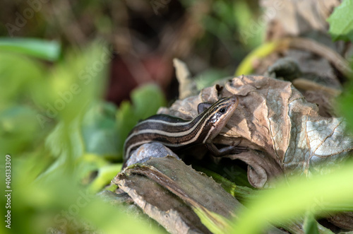 A nice bokeh effect draws attention to the juvenile five lined skink that stands motionless in a Missouri backyard garden.