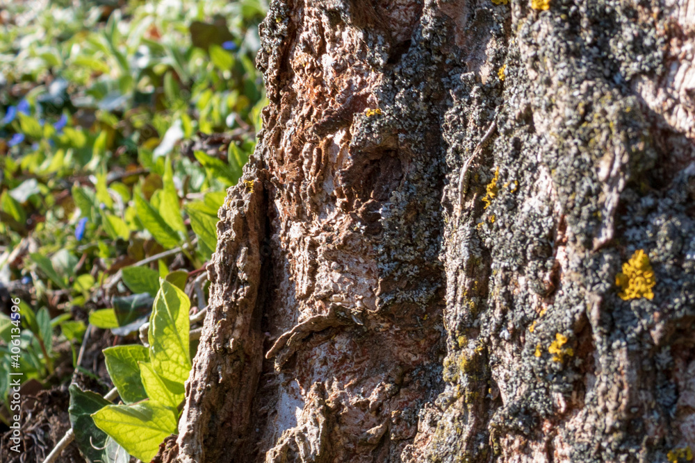 close up of bark of a tree in spring in sunlight