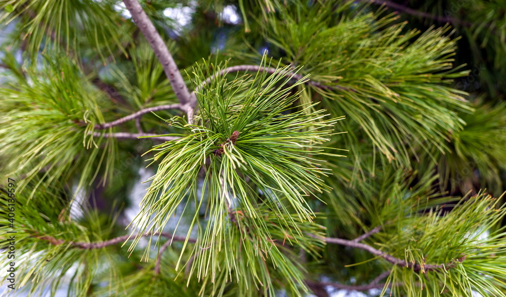 Green cedar branches (Background, banner, Wallpaper, texture) Green cedar branches (Background, banner, Wallpaper, texture)