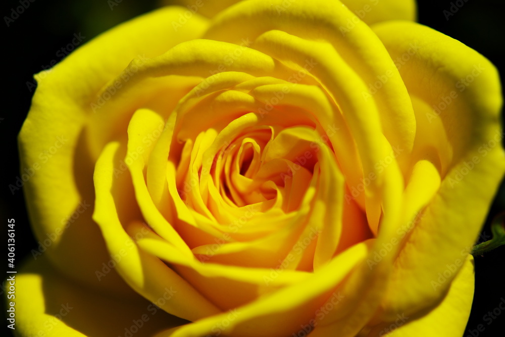 黄色いバラの花ことば 黄色いバラの花ことば