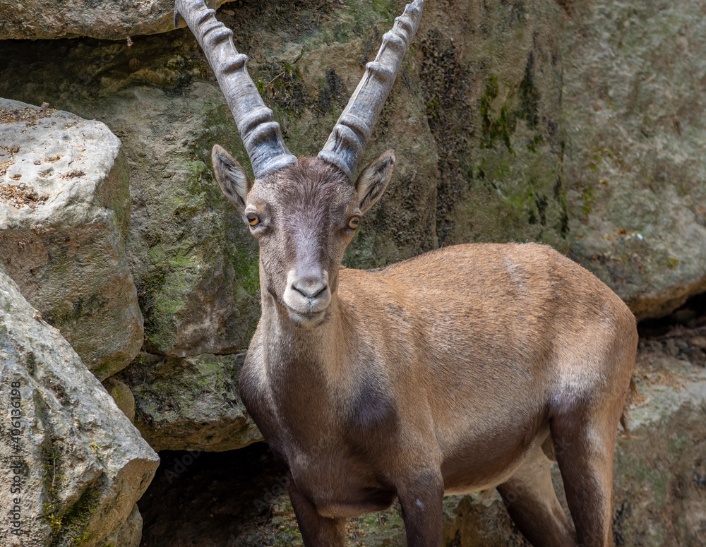 ibex on rock formation