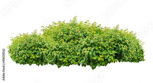 Print op canvas green bush isolated on white background.