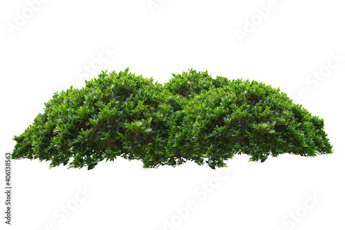 Fotografia green bush isolated on white background.
