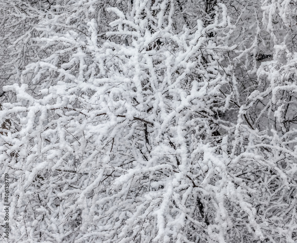 Tree branches in the snow close -up in winter. Background Tree branches in the snow close -up in winter. Background