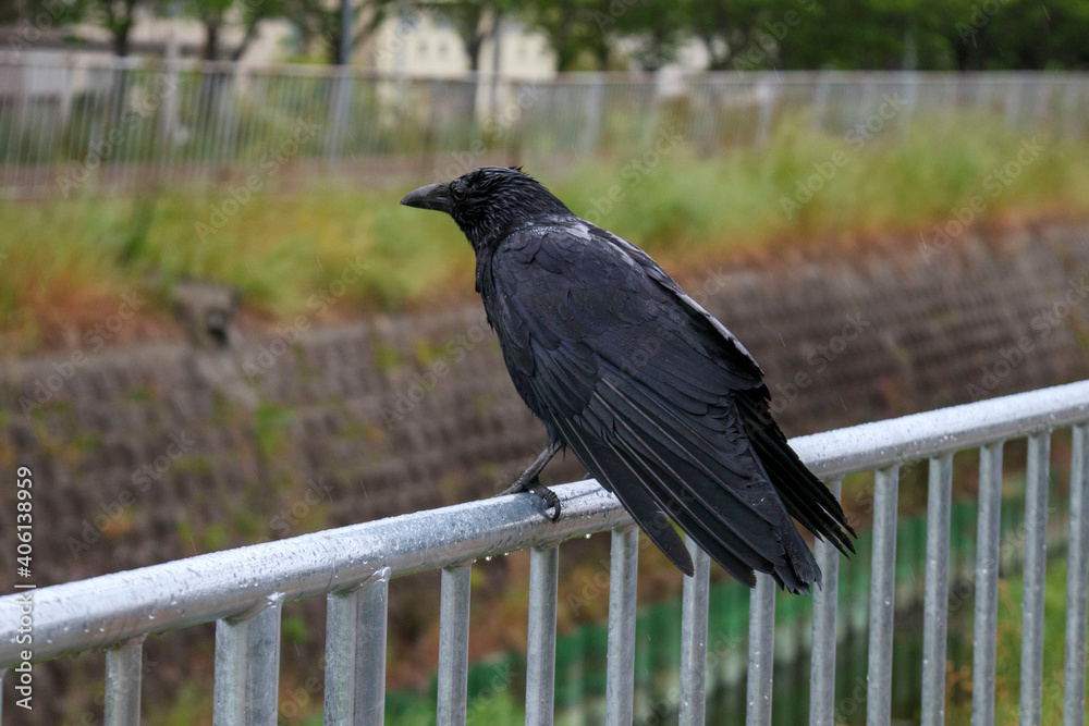 遊歩道の柵にとまる黒いカラス 遊歩道の柵にとまる黒いカラス