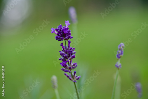Lavender in own garden with grass in the background.