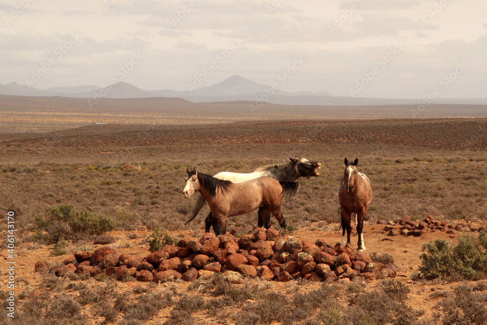 Colored winter landscape photo of wild horses in a field of Rooisand. Wild horses are protected and roam freely in the Overberg.