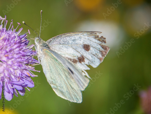 Mariposa posada en una flor lila. Pirineo