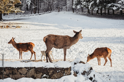 Fototapeta Naklejka Na Ścianę i Meble -  Male deer, and several deer in the wonderful winter landscape